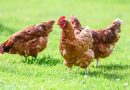 Look out for these common chicken diseases