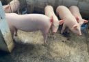 Tail biting in pigs