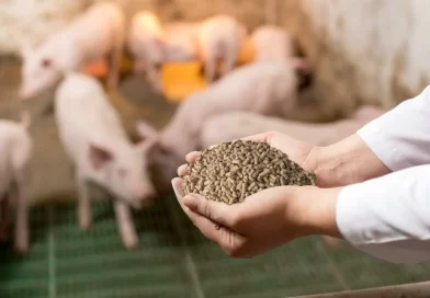 Nutritional and practical strategies to reduce on-farm feed costs